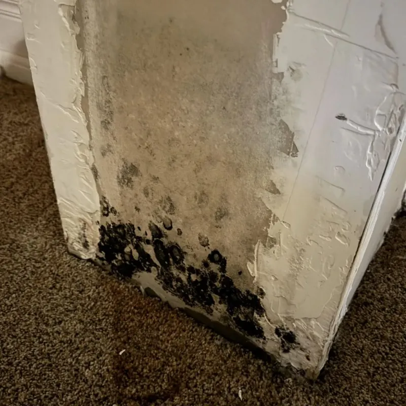 Professional Mold Removal in Union County, MS